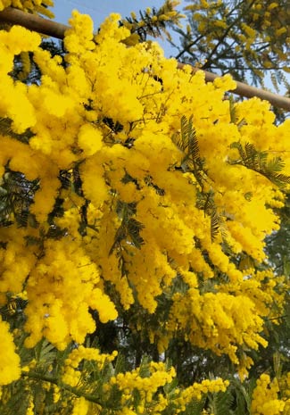 Mimose